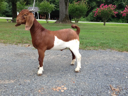 goats csf smoke ba cold creek jackson farm carolina north angus cattle meat nc boer